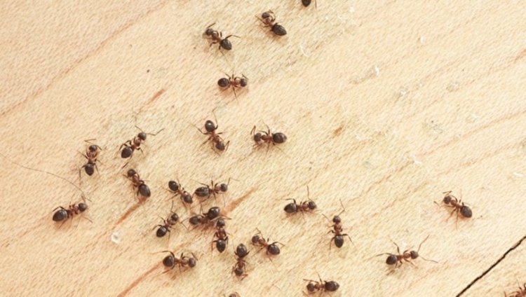 Evde Çıkan Karıncalara Doğal Çözümler